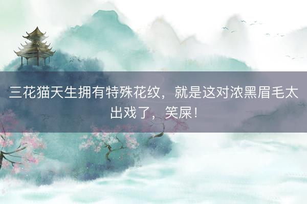 三花猫天生拥有特殊花纹，就是这对浓黑眉毛太出戏了，笑屎！
