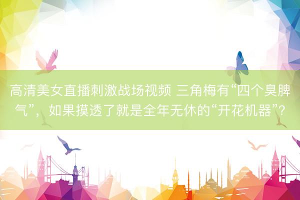 高清美女直播刺激战场视频 三角梅有“四个臭脾气”，如果摸透了就是全年无休的“开花机器”？
